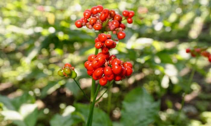 โสมซานซี (Panax Pseudoginseng)