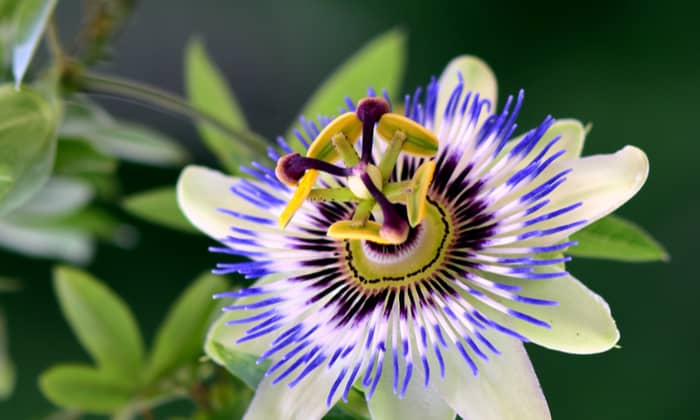 ดอกเสาวรส (Passion Flower)