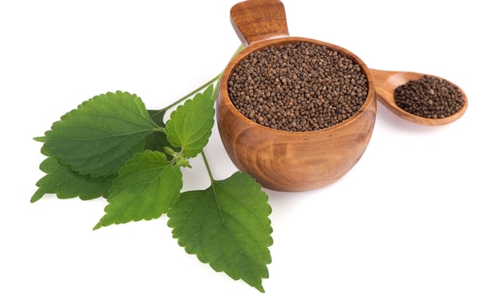 งาขี้ม้อน (Perilla)