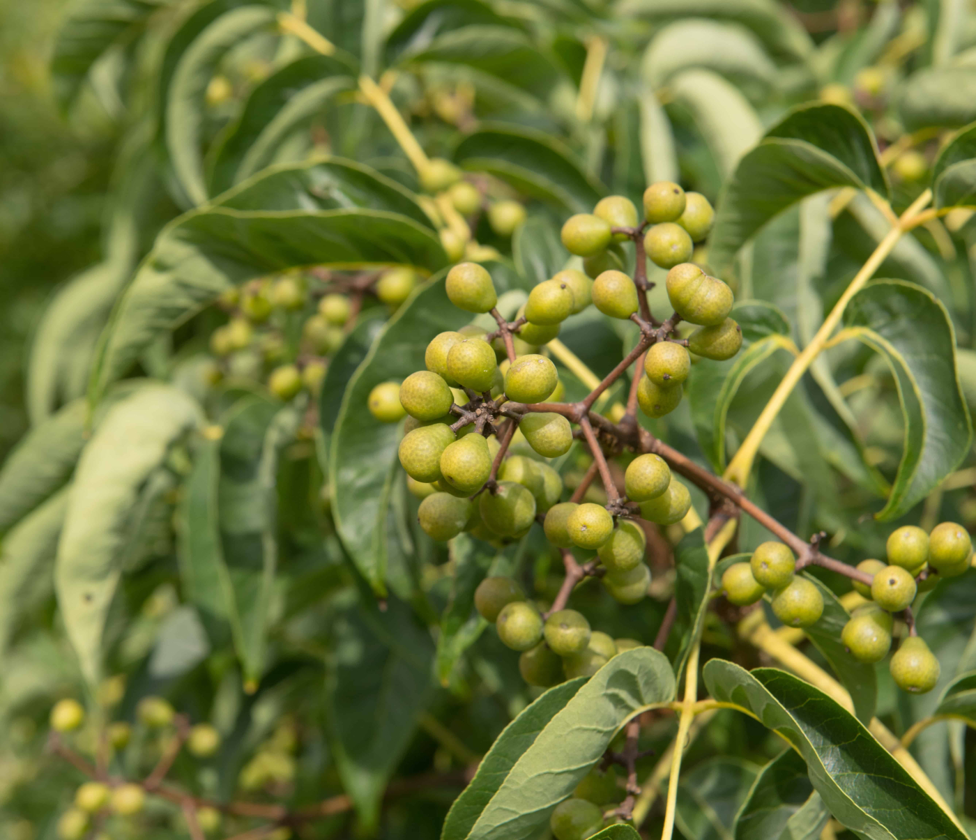 ชวนหวงป้อ (Phellodendron)