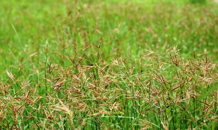 หญ้าแห้วหมู (Purple Nut Sedge)