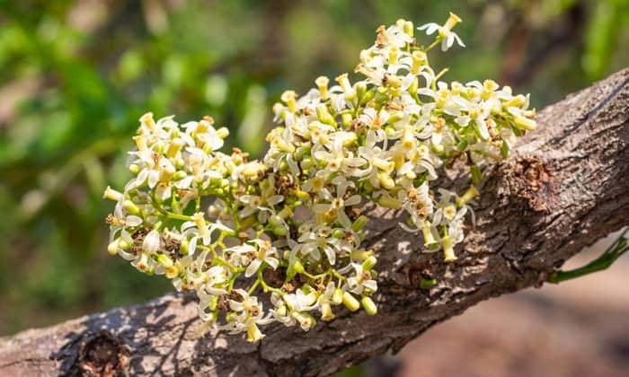 ต้นควินิน (Quinine)