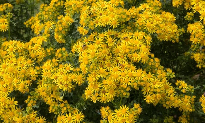 แรกเวิร์ต (Ragwort)