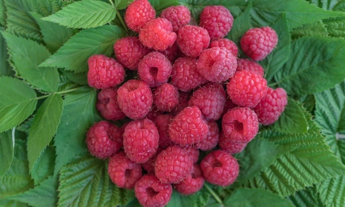 ราสเบอร์รี่แดง (Red Raspberry)