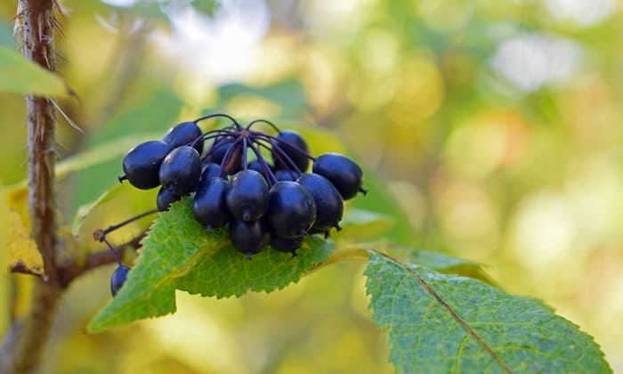 โสมไซบีเรีย (Siberian-Ginseng)