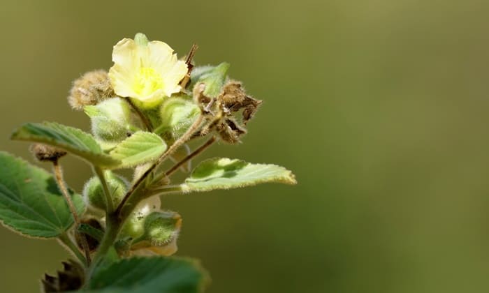 หญ้าขัดใบป้อม (Sida Cordifolia)