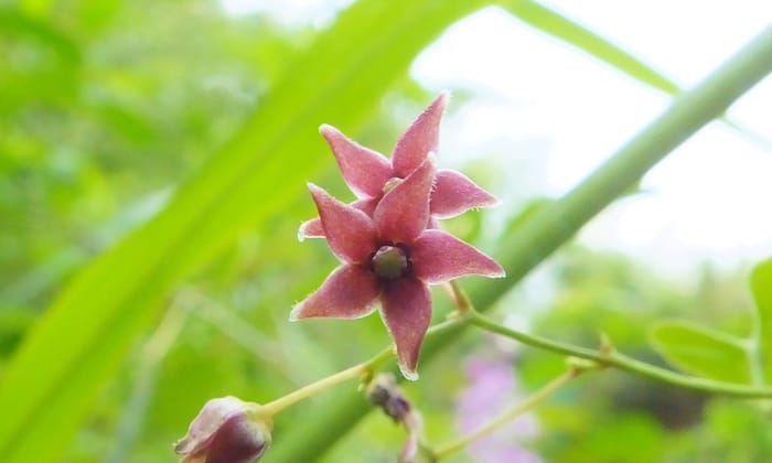 คันธุลี (Tylophora)