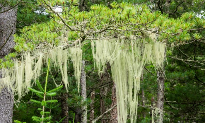 อัสเนีย (Usnea)