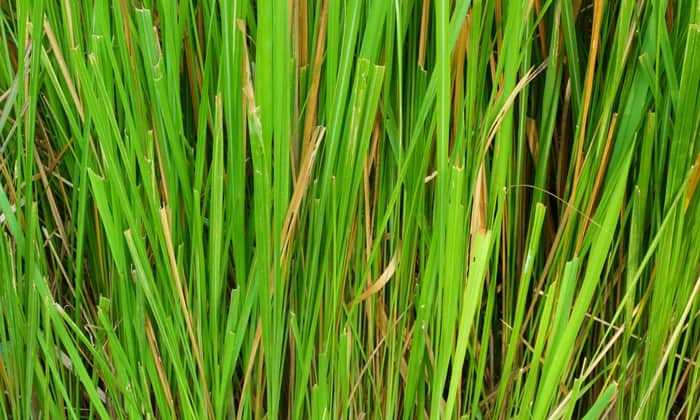 หญ้าแฝก (Vetiver Grass)