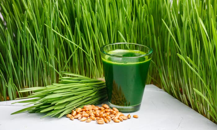 ต้นอ่อนข้าวสาลี (Wheatgrass)