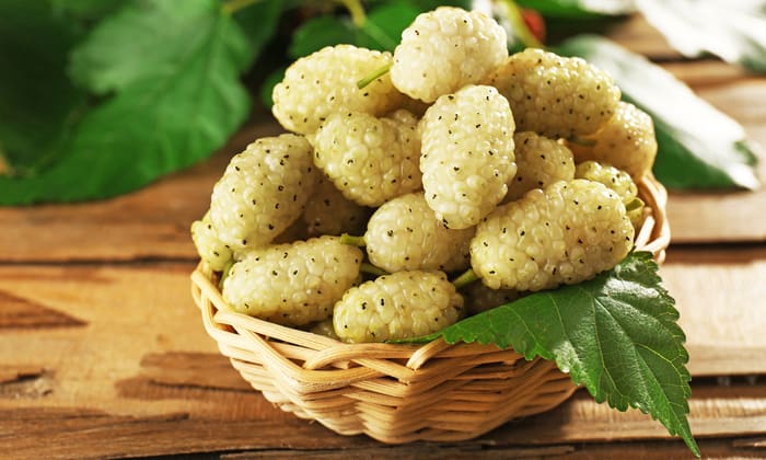 ไวท์มัลเบอร์รี่ (White Mulberry)