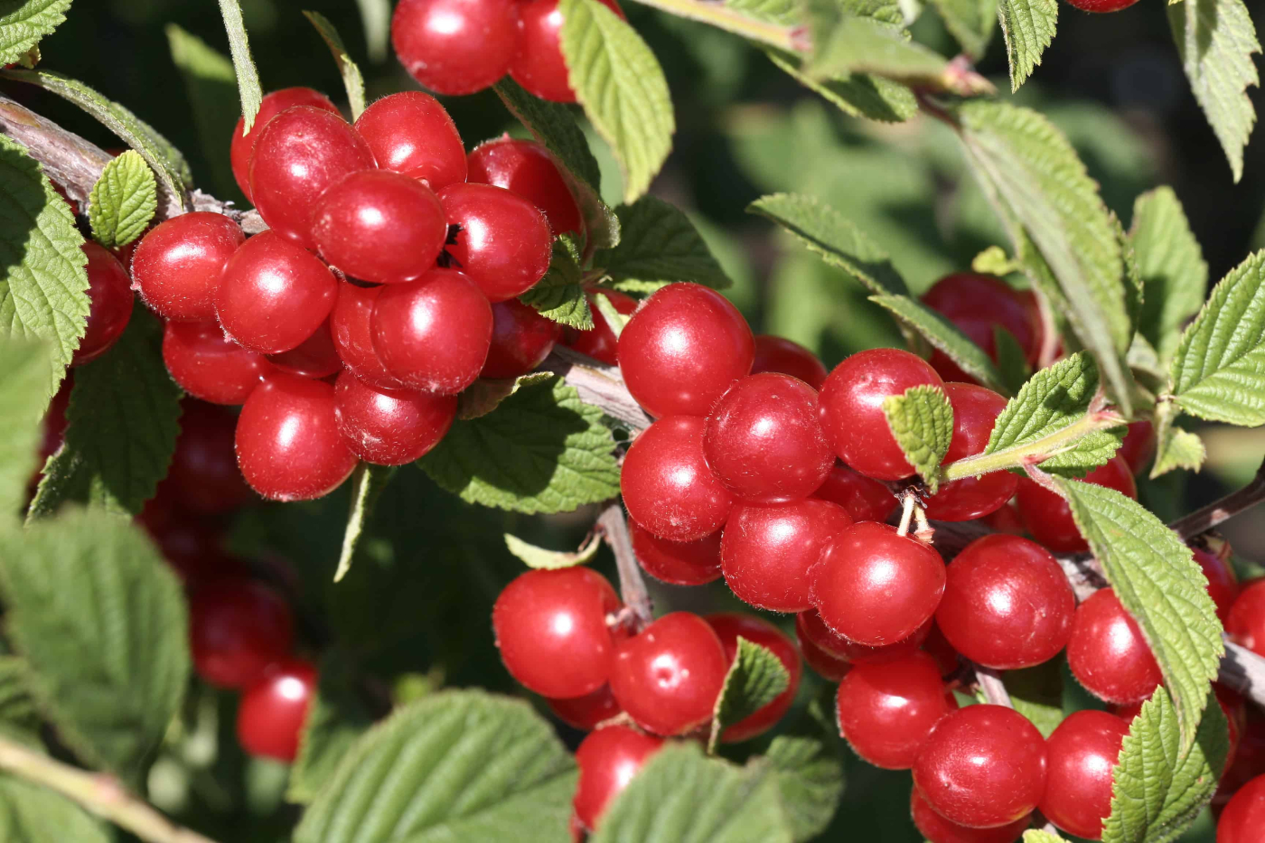 เชอร์รี่ป่า (Wild Cherry)