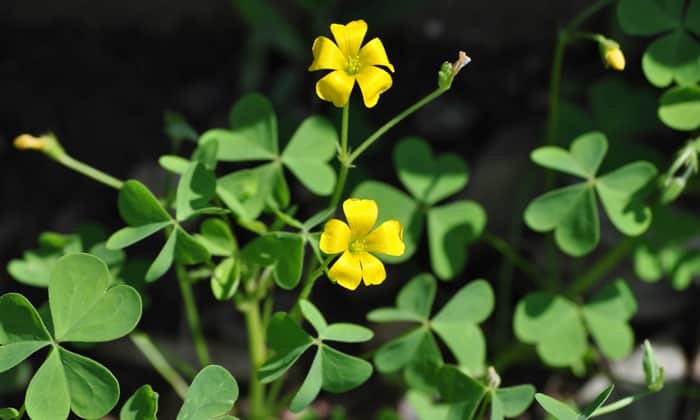 ส้มกบ (Wood Sorrel)