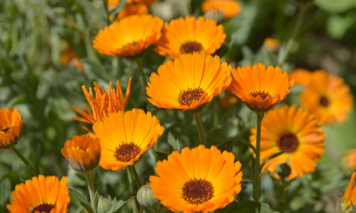 ดาวเรืองหม้อ (Calendula)