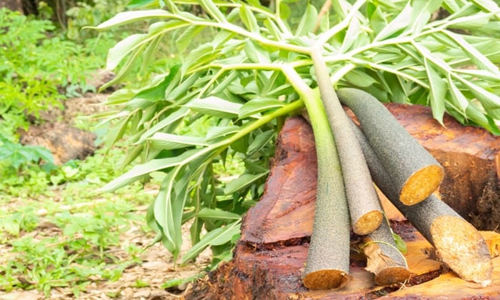 กลูโคแมนแนน (Glucomannan)