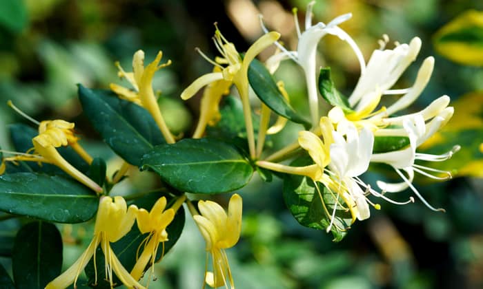 ดอกสายน้ำผึ้ง (Honeysuckle)