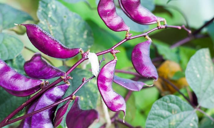 ถั่วแปบ (Hyacinth Bean)