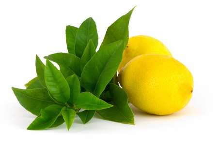 เลม่อน เวอร์บีน่า (Lemon Verbena)