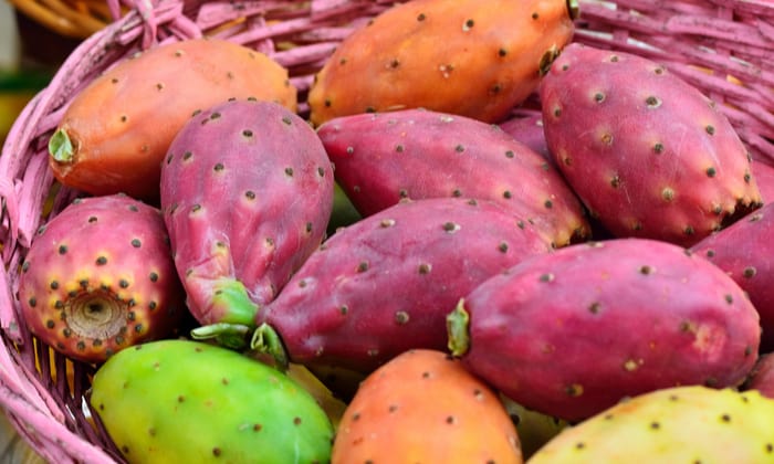 ต้นกระบองเพชรพริคลีย์แพร์ (Prickly Pear Cactus)