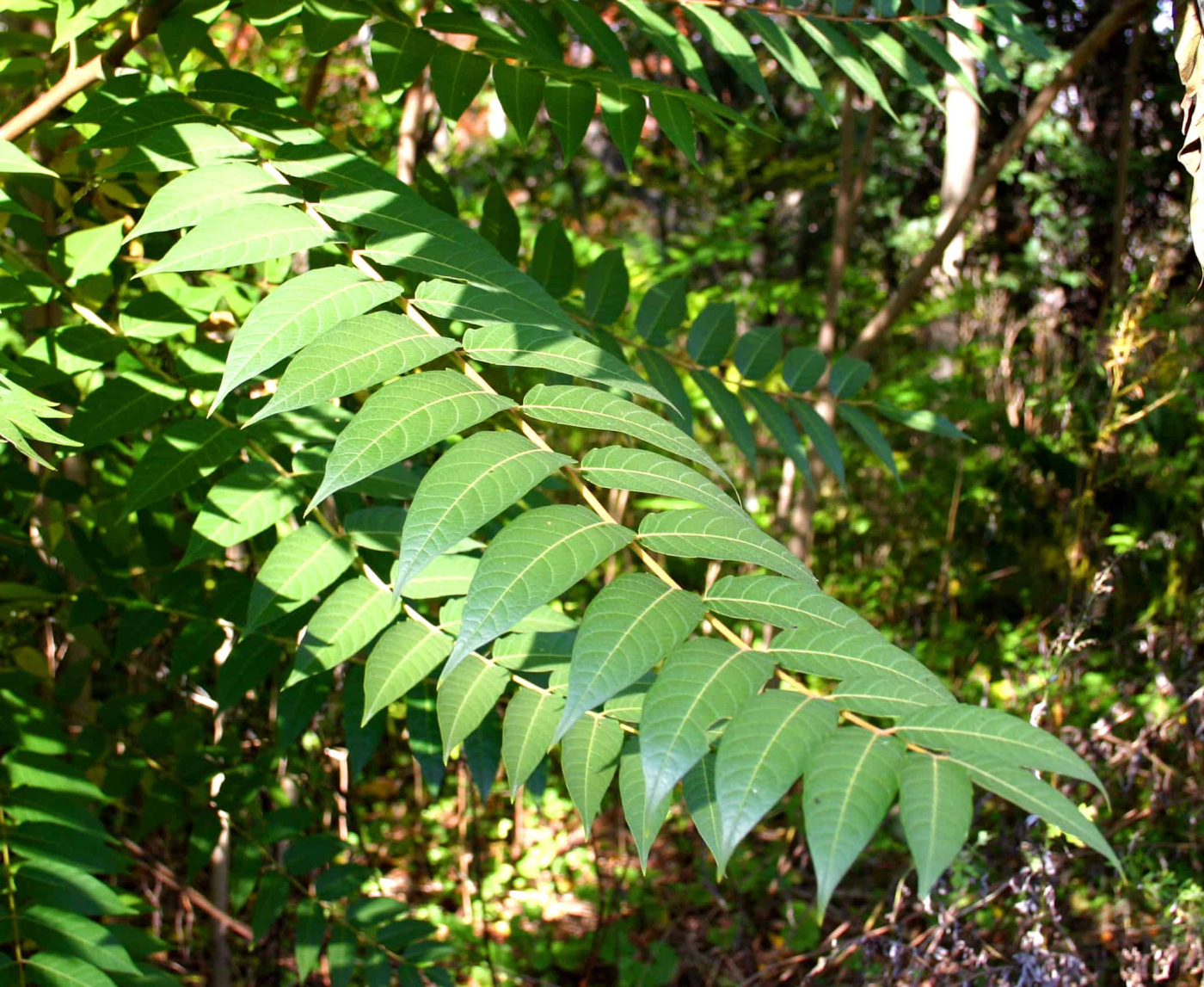 ทรี ออฟ เฮเวน (Tree of Heaven)