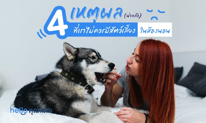 4 เหตุผล (น่ากลัว) ที่เราไม่ควรมี สัตว์เลี้ยง ในห้องนอน
