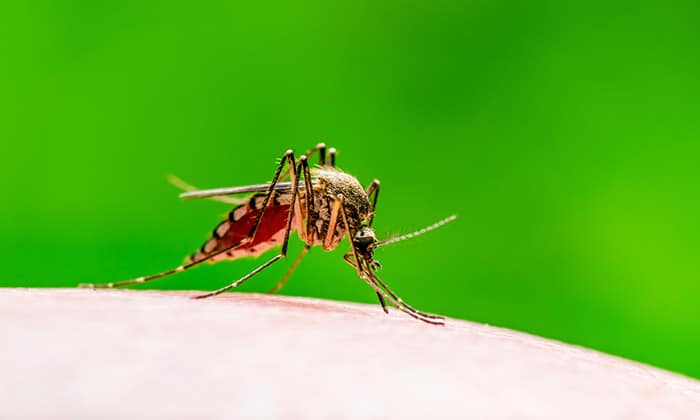 ไข้เลือดออก รอบสอง เป็นแล้วก็เป็นได้อีก แถมยังรุนแรงขึ้นด้วย!