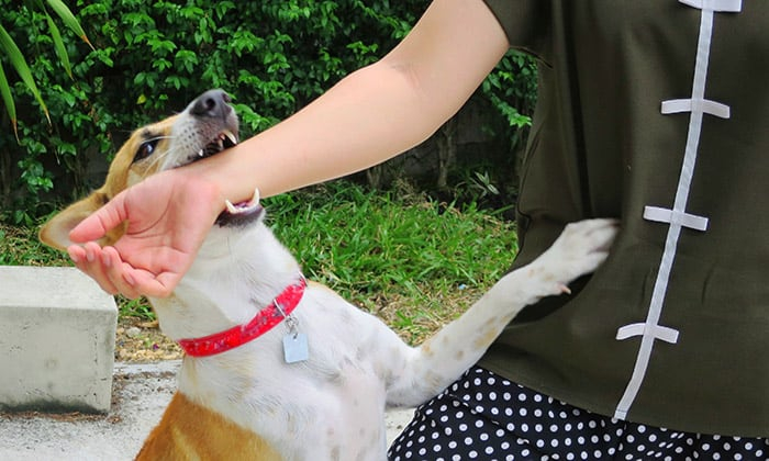 พิษสุนัขบ้า (Rabies)