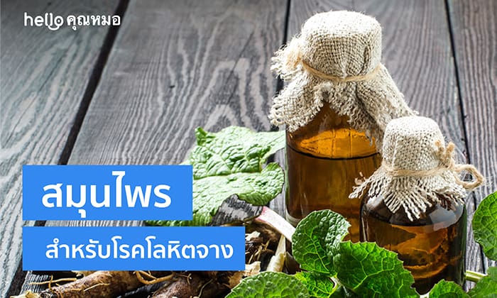 สมุนไพรสำหรับโรคโลหิตจาง มีอะไรบ้างและเป็นประโยชน์อย่างไร