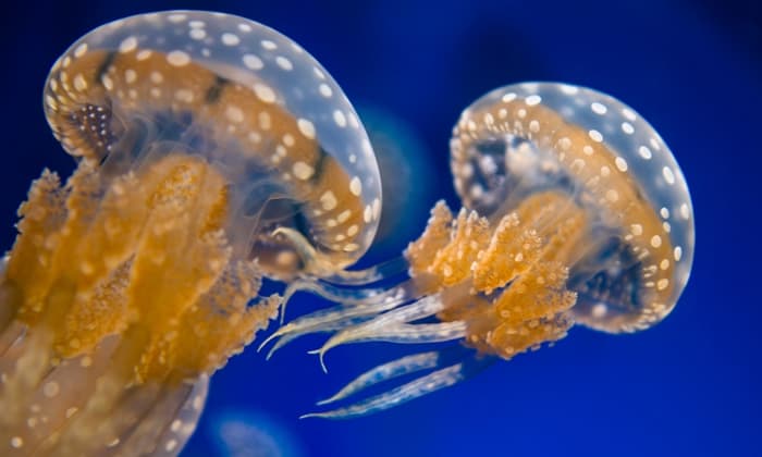 แมงกะพรุนต่อย (Jellyfish stings)