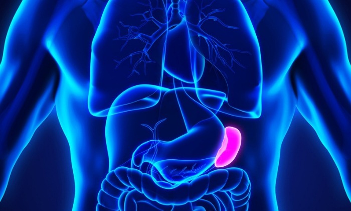 ม้ามโต (Enlarged Spleen)