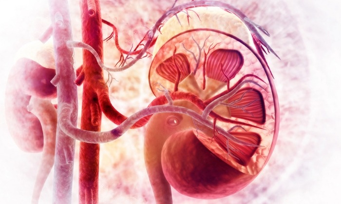 ไตวาย (Kidney Injury)