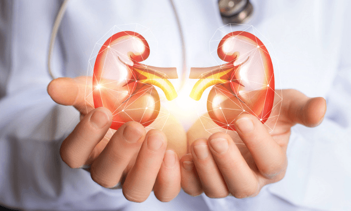 ไต อวัยวะสุดพิเศษของร่างกาย ที่คุณอาจยังรู้จักไม่ดีพอ