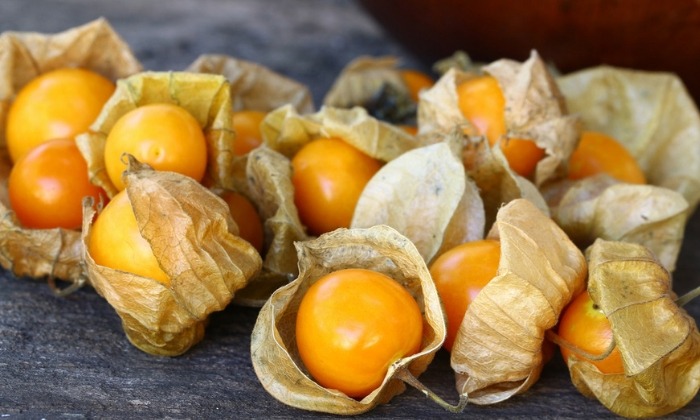 โทงเทงฝรั่ง คุณค่าทางโภชนาการ และประโยชน์ต่อสุขภาพ