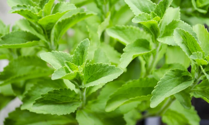 หญ้าหวาน ประโยชน์สุขภาพ และข้อควรระวังในการบริโภค