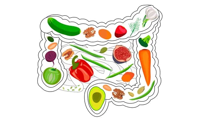 ข้อควรรู้เกี่ยวกับอาหาร และการ ดูแลสุขภาพลำไส้