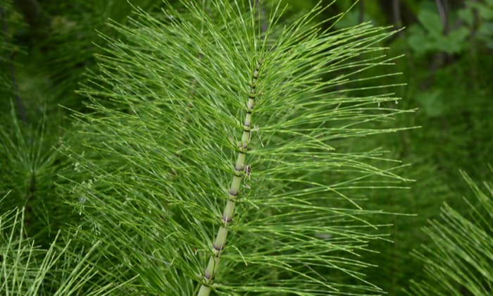 หญ้าหางม้า (Horsetail)