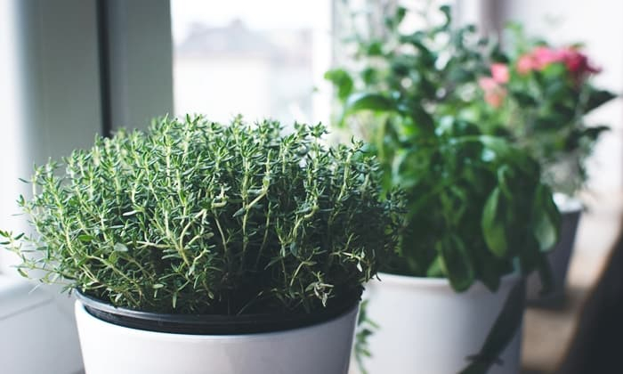 ไทม์ (Thyme)