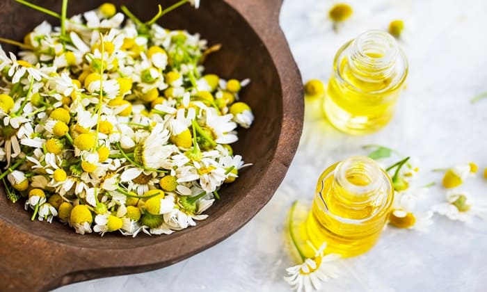 คาโมมายล์ (Chamomile)