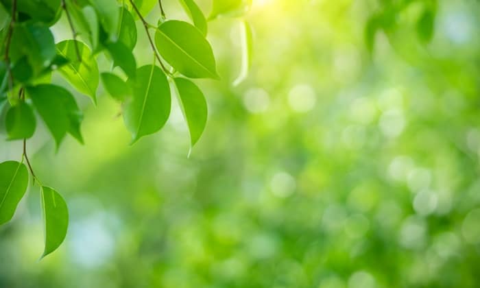 ทำไมเมื่อยล้าถึงต้องมองสีเขียว สี มีอิทธิพลต่อร่างกายจริงหรือ?