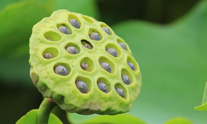 โรคกลัวรู (Trypophobia) ขนลุกแบบขำๆ หรืออันตรายที่ต้องระวัง