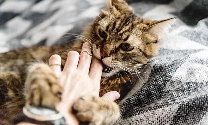 โรคแมวข่วน อันตรายจากน้องเหมียวที่ควรระวัง