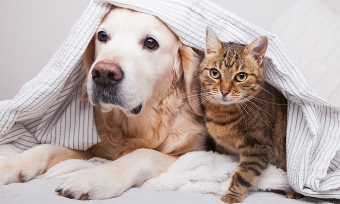 โรคที่มากับสัตว์เลี้ยง ที่คุณควรรู้จัก มีอะไรบ้าง