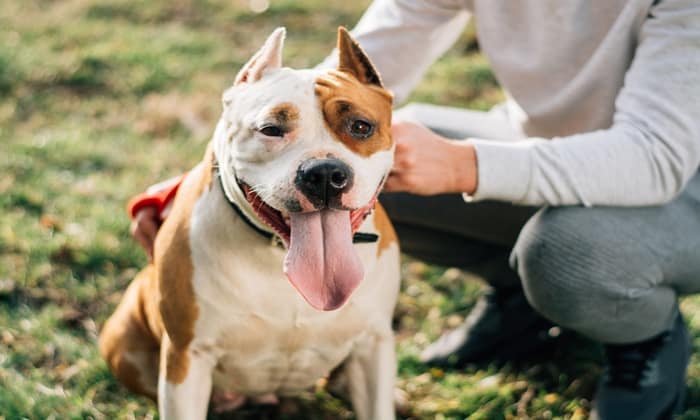 ระวัง อย่าให้ หมาเลีย หน้า เพราะน้ำลายหมาอันตรายกว่าที่คิด