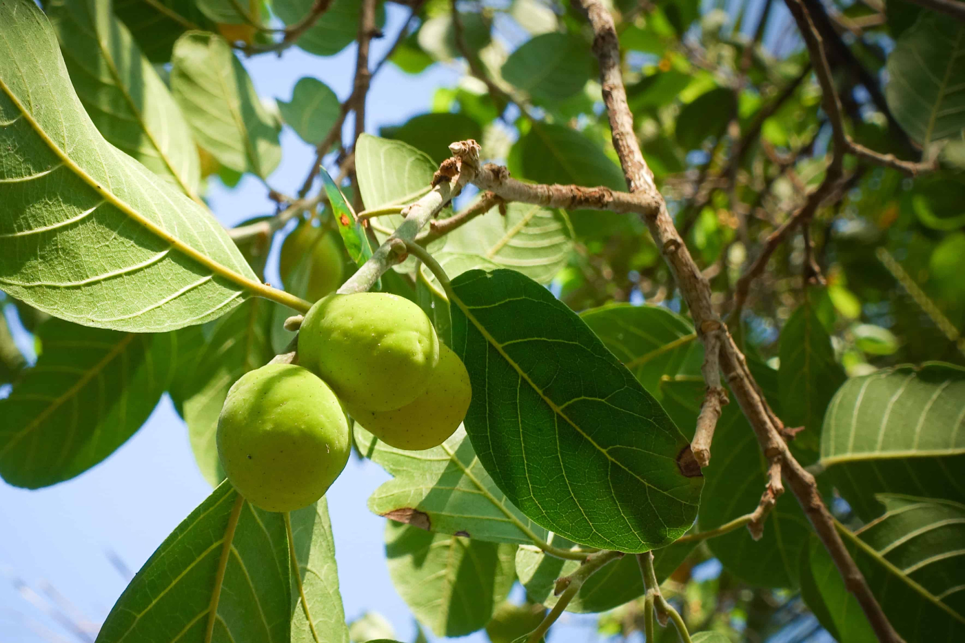 มะหาด สรรพคุณ ความเสี่ยงในการใช้ และสูตรบำรุงผิวด้วยมะหาด