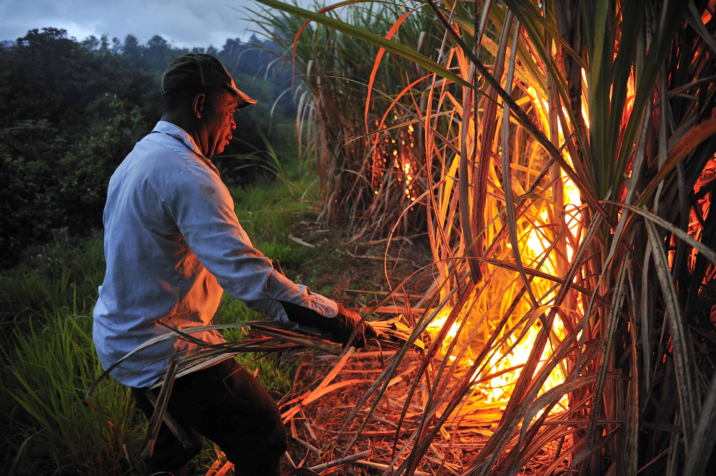 เกษตรกรยุคใหม่ หยุด เผาไร่อ้อย เพื่อสิ่งแวดล้อมที่ยั่งยืน