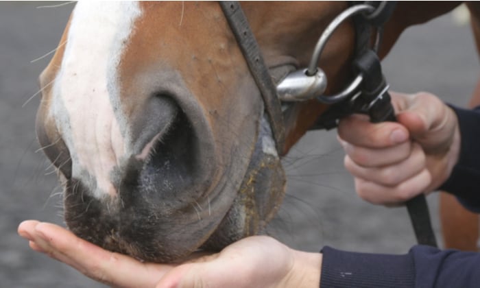 ไวรัสเฮนดรา เชื้อร้ายในม้า ที่หนุ่มสาวคาวบอยควรระวัง