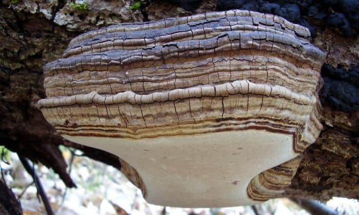 เห็ดกระถินพิมาน สุดยอดสมุนไพรไทยที่คุณไม่ควรพลาด