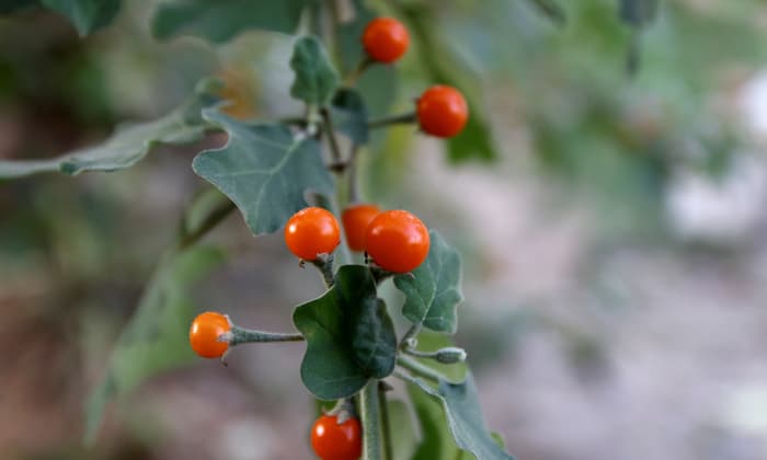 ลดน้ำตาลในเลือด เอาชนะ เบาหวาน ด้วย มะแว้งต้น