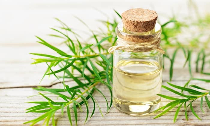 tea tree oil ประโยชน์ต่อผิวประเภทต่าง ๆ และส่วนอื่น ๆ ของร่างกาย