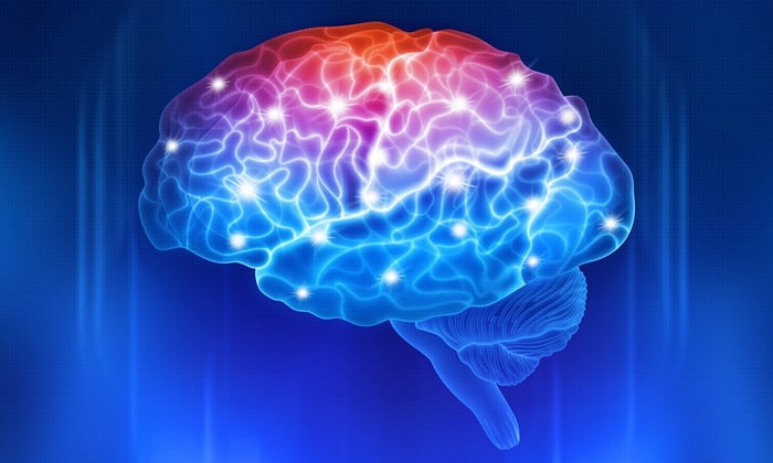 ซีรีเบลลัม สมองน้อยๆ ที่มีผลต่อวิวัฒนาการของคน